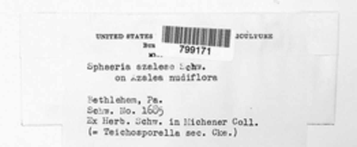 Sphaeria azaleae image